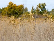 В Волгоградской области выявили нарушения земельного законодательства