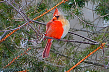 Редчайший двуполый кардинал залетел во двор жилого дома и удивил любителя птиц