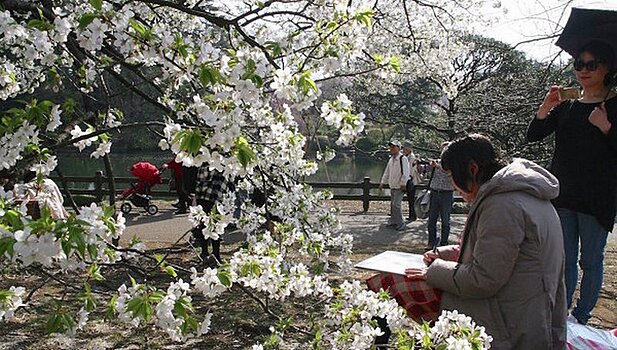 В императорском парке Токио открылся сезон любования сакурой