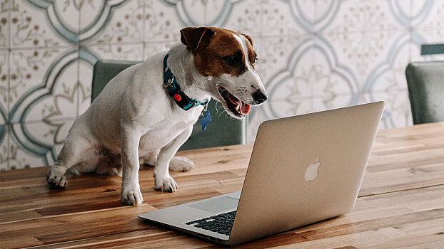 Рецензия на сериал «Жека Рассел» — сюжет, актёры и критика