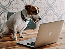 Рецензия на сериал «Жека Рассел» — сюжет, актёры и критика