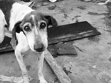 «Еще одна сторона чернобыльской катастрофы»: как сейчас живут бездомные собаки в зоне отчуждения