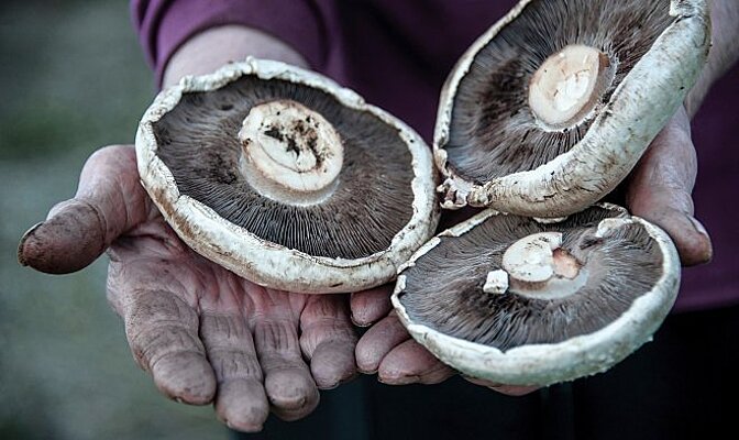 Неизвестный прежде вид грибов может поедать пластик - Рамблер/новости