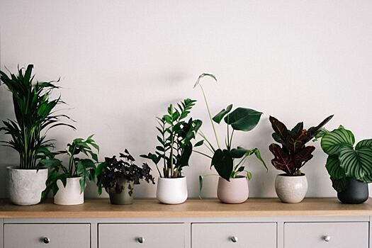 Растения в доме улучшают качество воздуха и микроклимат