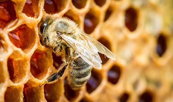 В Орле в пчелином подморе нашли опасные пестициды