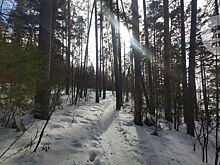 Из лесов Удмуртии в 2025 году вывезли 65 тысяч кубометров погибших и больных деревьев