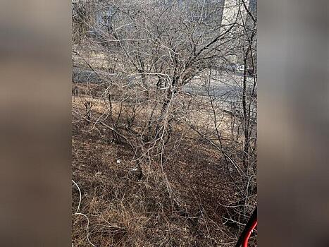 «Свет в квартирах горит сутками»: жильцы дома в Сосновом бору требуют снести деревья под окнами