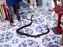 Трехметрового питона нашли в спальне ребенка в Таиланде. Видео