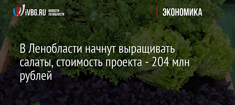 В Ленобласти начнут выращивать салаты, стоимость проекта - 204 млн рублей