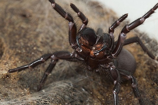 Самый смертоносный паук в мире может изменять свой яд в зависимости от настроения