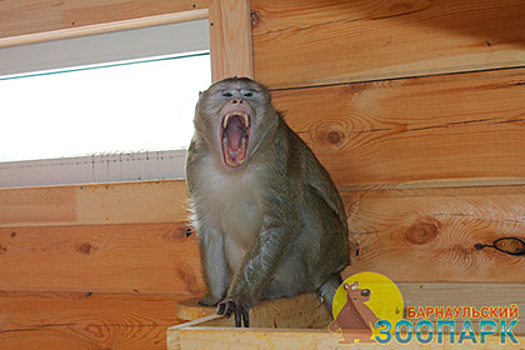 В Барнауле сыграют свадьбу макаки Василия с невестой из Москвы