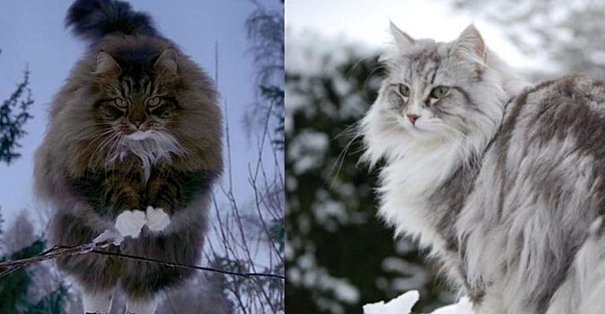 Зимние животные: восхитительно пушистые норвежские лесные кошки