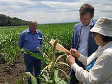 Ставропольские ученые ведут селекцию гибридов кукурузы от ранних до поздних групп спелости