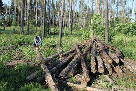 На улице Каспийской во Владивостоке обнаружили незаконную вырубку деревьев