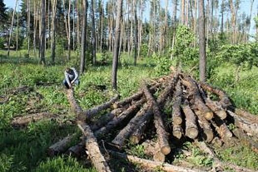 Не рубите, мужики! Как в НСО хотят бороться с нелегальной вырубкой лесов?