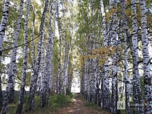 Нижегородцев предупредили о высокой концентрации аллергенов в воздухе