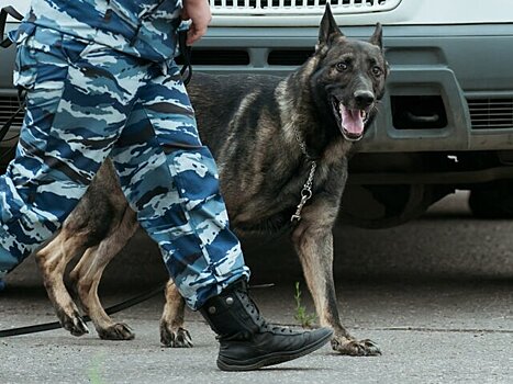 Депутат Мельниченко: вместо эвтаназии бездомных собак надо отправлять в зону СВО