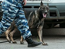 Депутат Мельниченко: вместо эвтаназии бездомных собак надо отправлять в зону СВО