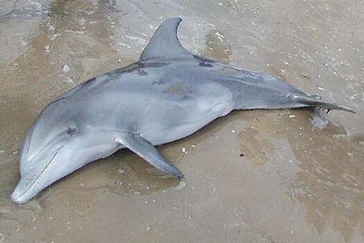 Раненый дельфин погиб на пляже в Севастополе