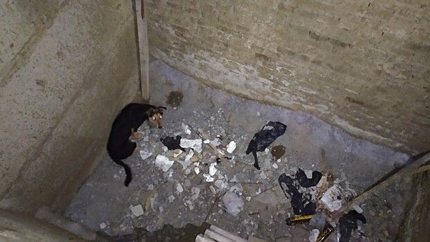 В Заводском районе собака упала в шахту лифта
