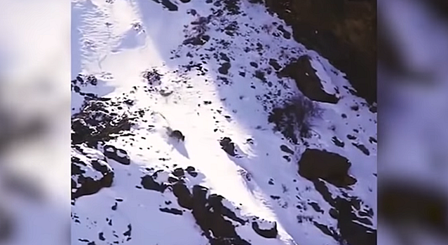Снежный леопард убил барана во время падения со стометровой высоты – видео