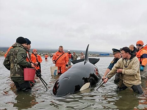 В Магадане детеныш косатки застрял у берега во время прилива