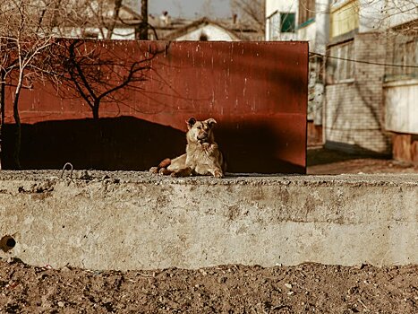 Бродячие собаки на улицах Читы – ZAB.RU проверило, насколько опасна ситуация в разных районах города