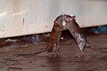 Изгнанная из дома стая крыс перебралась к соседям