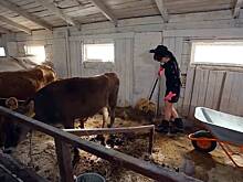 Анастасия Ивлеева почистила коровник в платье за десятки тысяч рублей