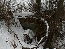 На Шуисте из самодельного приюта похитили двенадцать щенков