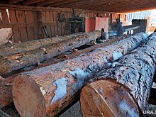 Несмотря на запреты губернатора, лесорубы вывозят курганский лес