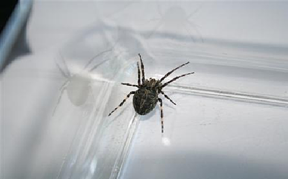 Обнаружены новые для России пять видов пауков