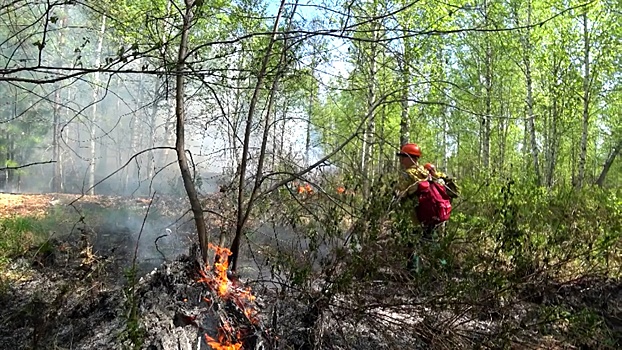 Поединок со стихией: как изменилась обстановка с лесными пожарами в Рязанской области