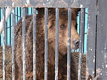 Медведей национального героя Армении доставили в зоопарк Еревана