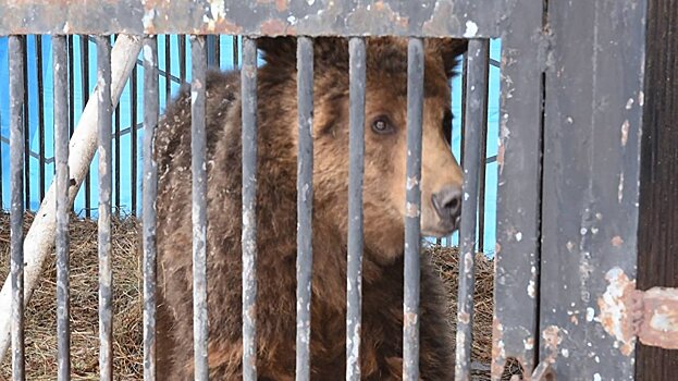 Медведей национального героя Армении доставили в зоопарк Еревана