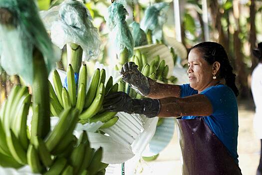 Влияние мятежа в Эквадоре на поставки бананов оценили