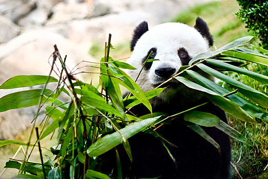 В Китае выяснили природу лени гигантской панды