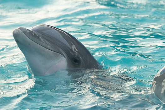 Чем на самом деле дельфины опасны для человека