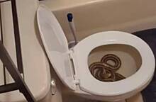 Женщина сходила в туалет и после этого заметила змею в унитазе