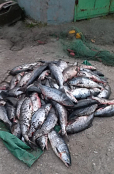 В Камчатском крае задержаны подозреваемые в незаконном вылове  более 800 кг лосося