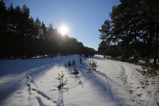 Снег поможет восстановить леса в Волгоградской области
