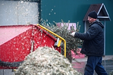 Москвичей призвали к правильной утилизации новогодних деревьев