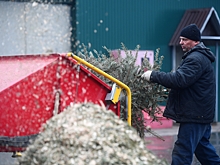 Москвичей призвали к правильной утилизации новогодних деревьев