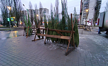 В Курской области к Новому году вырастили более тысячи елок и сосен