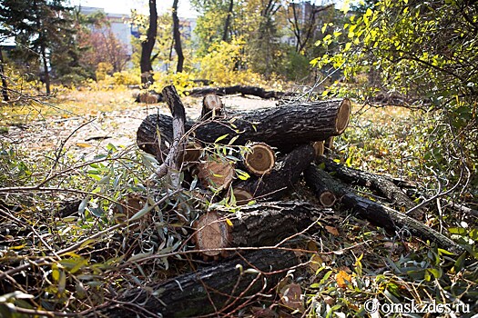 Омское правительство нашло деньги на борьбу с опасными деревьями