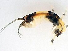 ZooKeys: японские ученые открыли новый вид морских раков "пандовой" окраски