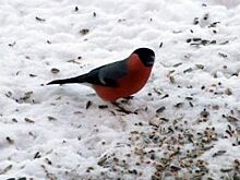 Плохая уборка снега в Омске обернулась для мэра прокурорским представлением