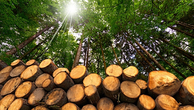 В Мордовии на 30% вырос внешнеторговый оборот