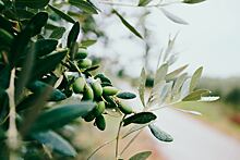 В Масложировом союзе высказались о запрете Турцией экспорта оливкового масла