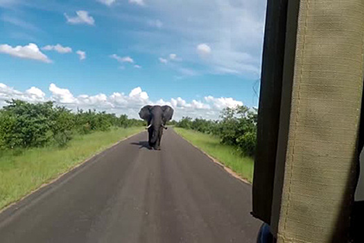 В ЮАР слон несколько километров гнался за туристами